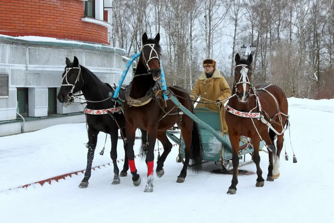Тройка тёмных лошадей с санями на снегу, возница